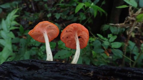 Von wilden Parasiten und Insektenfreunden – pilzliche Biodiversität in Costa Rica: Vortrag von Prof. Dr. Meike Piepenbring im Palmengarten Frankfurt