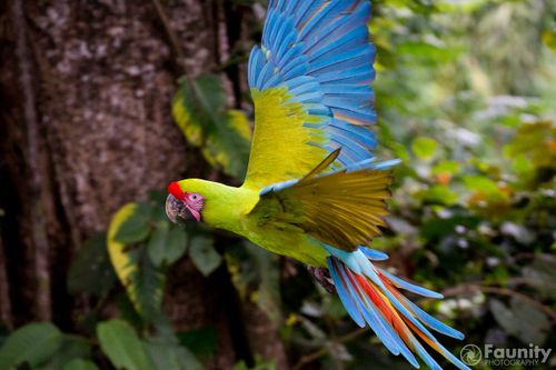 Hexen-Walpurgisfeier mit Regenwaldshow 