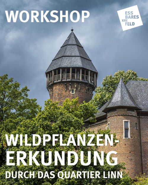 https://werkhaus-krefeld.de/wildpflanzen-erkundung-in-linn-2026/